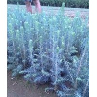 美國藍杉 2年生的10-30公分