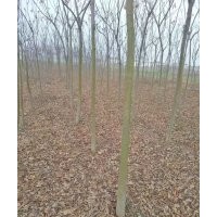 苗圃直售供應(yīng)優(yōu)質(zhì)欒樹