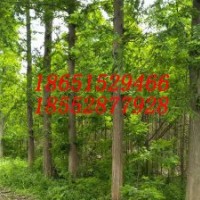 11公分水杉12公分水杉樹