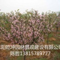 供應(yīng)：赤楓、垂絲海棠、赤楓苗