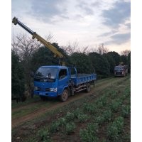 供應(yīng)精品羽毛楓紅梅雞爪槭紅楓櫻花海棠桂花香樟叢生玉蘭