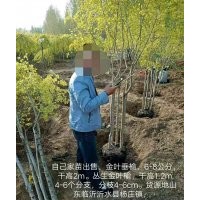 金葉垂榆、叢生金葉榆