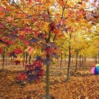 15公分楓香樹價格18公分楓香樹價格20公分楓香樹價格