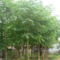 哪里能買到便宜的5-10公分的構(gòu)樹？