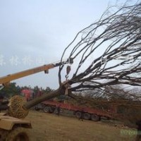 供應(yīng)15過分精品黃連木20過分黃連木產(chǎn)地