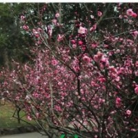 雞爪槭紅楓紅梅紅葉李紫薇桂花櫻花海棠出售