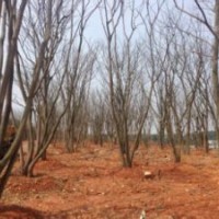 20公分樸樹.那里有提供全冠嫁植樸樹40公分價(jià)格