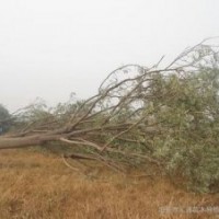 現(xiàn)在15公分構(gòu)樹報價是多少產(chǎn)地在哪