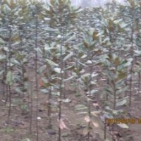 南京3米廣玉蘭銷售基地10公分廣玉蘭價格