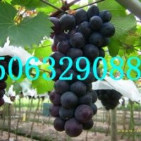 臨沂葡萄苗，占地葡萄苗，甜蜜藍寶石葡萄苗