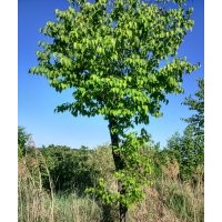 茶條戚，白樺，暴馬丁香