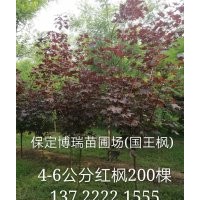 紅楓報(bào)價(jià)，10公分火炬樹價(jià)格，8公分榆樹多少錢