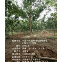 供3-10公分，國槐，金葉榆，絲棉木，復(fù)葉槭，欒樹，白蠟