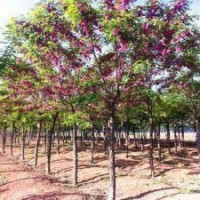 供紅花槐，刺槐，雪松，河南檜，云杉，白皮松