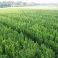 小葉黃楊基地報價各個規(guī)格的小葉黃楊的價格