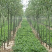 柳樹于垂柳是同一種苗子嗎？