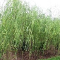 工程上選擇柳樹的標(biāo)準(zhǔn)是什么