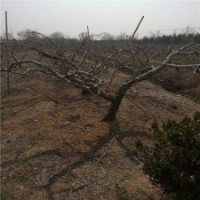 11公分桃樹的價(jià)格表