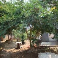 10公分紫薇花，280元裝車，優(yōu)質貨源