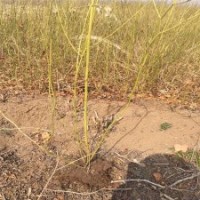 大量棣棠花苗現(xiàn)貨，廠家直銷中