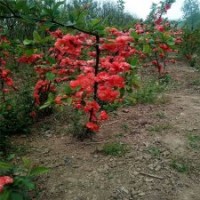 高40公分貼梗海棠的裝車價格_江蘇現(xiàn)貨