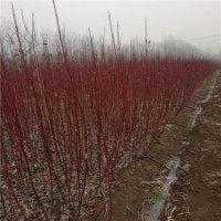 一年生紅瑞木小苗的價格