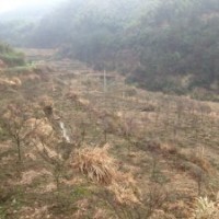 八月桂紅葉石楠大樹紅楓雞爪槭紅梅紅葉李