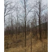 臨沂興旺苗木繁育合作社供應(yīng)楸樹