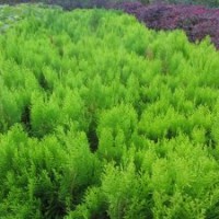 江蘇灑金柏基地灑金柏苗、球的價(jià)格