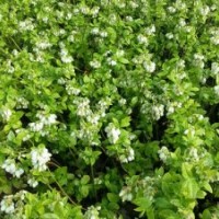 藍(lán)莓苗，缽苗，苔蘚苗，地栽苗，