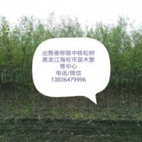 出售綠化苗垂柳銀中楊小X黑苗穗,云杉，樟子松旱快柳