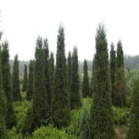 產(chǎn)地直銷150公分圓柏_批發(fā)價12元