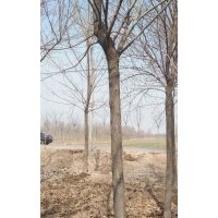 大量供應(yīng)白臘，國槐，榆樹，老棗樹等