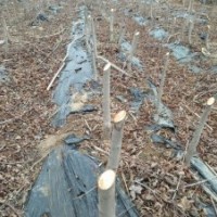 出售紅點樹樹苗