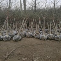 產(chǎn)地大量紅梅樹苗供應(yīng)，低價(jià)出售