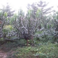 江蘇叢生臘梅基地，樹形優(yōu)美，冠幅飽滿，低價出售