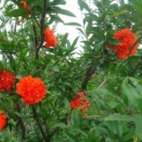 產(chǎn)地7公分花石榴的價格是275元