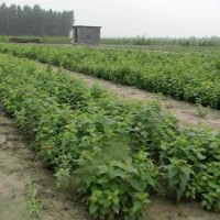 丁香基地大量丁香工程苗，低價裝車