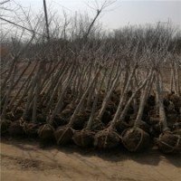 10公分大丁香樹批發(fā)價格是380元，江蘇貨源