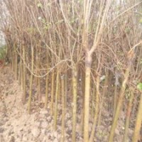 地徑2-10公分丁香樹的批發(fā)價格