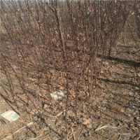 2-8公分木瓜海棠的批發(fā)價(jià)格