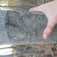 低價供應各種規(guī)格楓香