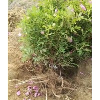 中天四季重瓣紅玫瑰火熱銷售中，基地直供質(zhì)優(yōu)價廉