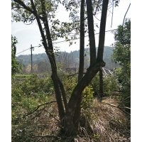 叢生香樟4桿分別20/16/16/12公分一枝