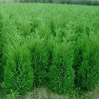 長期銷售2米蜀檜價格 南京蜀檜基地