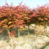 供應(yīng)日本紅楓