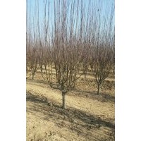 2公分西府海棠價格,4公分西府海棠價格？