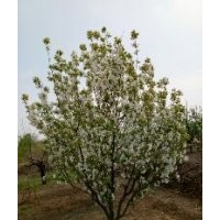 八棱海棠樹(shù)價(jià)格 海棠樹(shù)之鄉(xiāng)