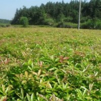 2公分木荷,一年木荷小苗