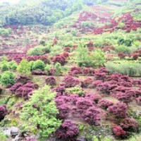 雞爪槭，青楓，桂花，玉蘭，紅梅，紅葉李等綠